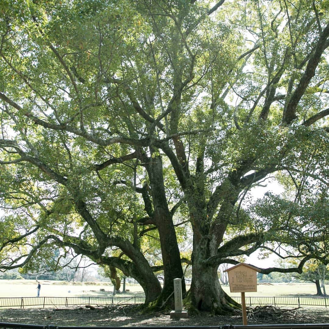 菊水楼公式アカウントさんのインスタグラム写真 - (菊水楼公式アカウントInstagram)「大クスノキ // 飛火野  飛火野（とびひの）は、奈良時代・平安時代の貴族達の和歌などにも頻繁に登場し、今もなお自然溢れる景色を見ることができます。この楠は遠目には単本に見えますが、実は３本１組の大樹です。樹齢100年以上。 ＊ Big camphor tree // Tobiano-field Tobihino-field has been written in Japanese poems since the Nara period, more than 1300 years ago.  You can still feel nature here the way it used to be.  If you look closer, this big camphor tree is the combination of 3 trees, over 100 years old. ＊  @osaka_laviephotography @the_kikusuiro_narapark#japan #nara #kikusiro #narapark #naradeerpark #trip #travel #narajapan #naralunch #お顔合わせ #奈良 #ならまち #菊水楼 #奈良グルメ #飛火野 #奈良公園 #自然 #楠 #クスノキ  #おうちで奈良旅」5月1日 15時38分 - kikusuiro_japan_nara