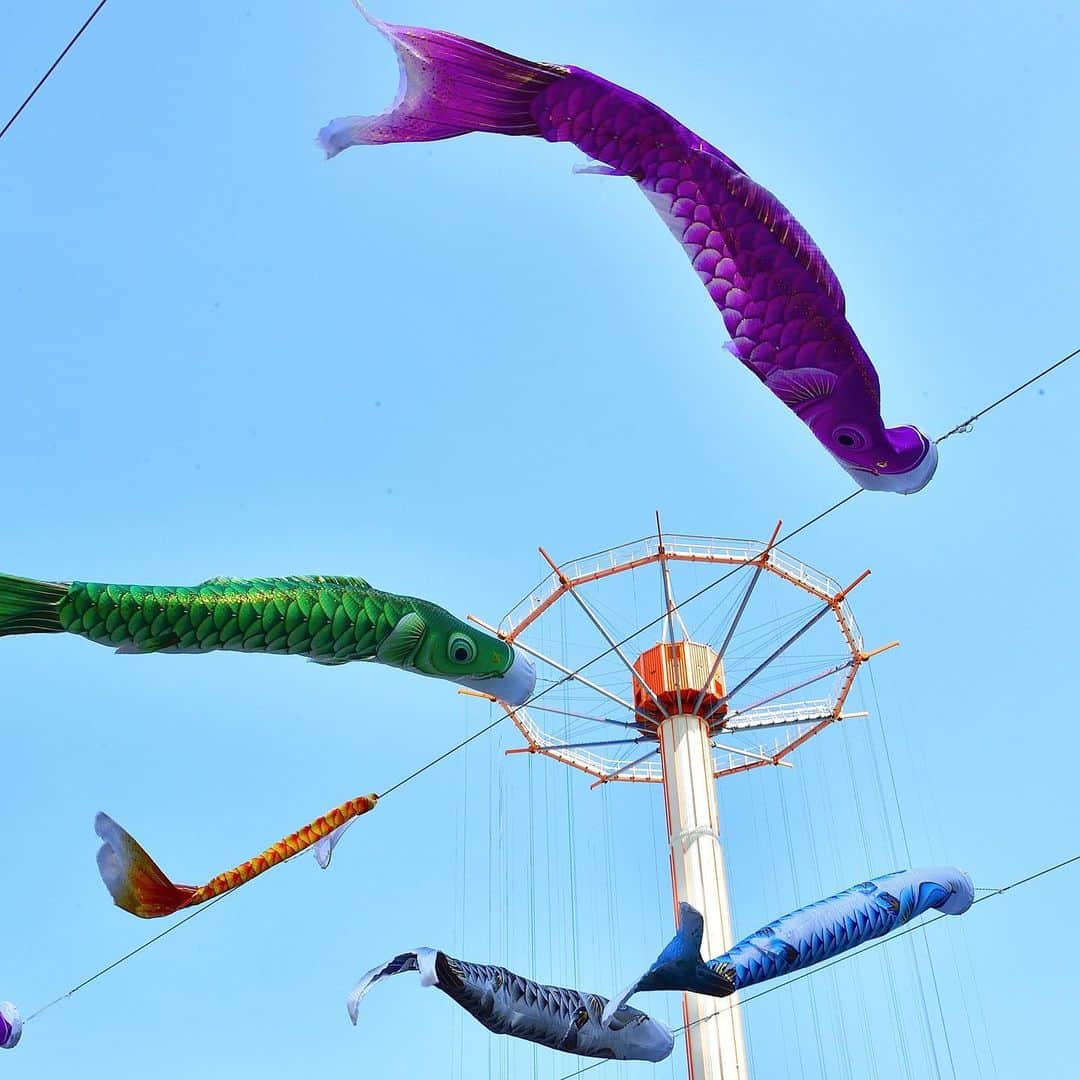 The Japan Timesさんのインスタグラム写真 - (The Japan TimesInstagram)「The Japanese government is asking people to stay at home in order to curb the ongoing coronavirus pandemic. Instead of going out, swipe through and enjoy these "koinobori" carp streamers at Tokyo Dome, which are decorations for Children's Day. The holiday was renamed from Boys' Day to its current name in 1948 to include all kids. 📸 @miura.yoshiaki . . . . . . #Japan #Tokyo #TokyoDome #ChildrensDay #Koinobori #travel #city #日本 #東京 #東京ドム #こどもの日 #子供の日 #鯉のぼり #こいのぼり #旅行 #撮影 #🎏」5月1日 15時55分 - thejapantimes
