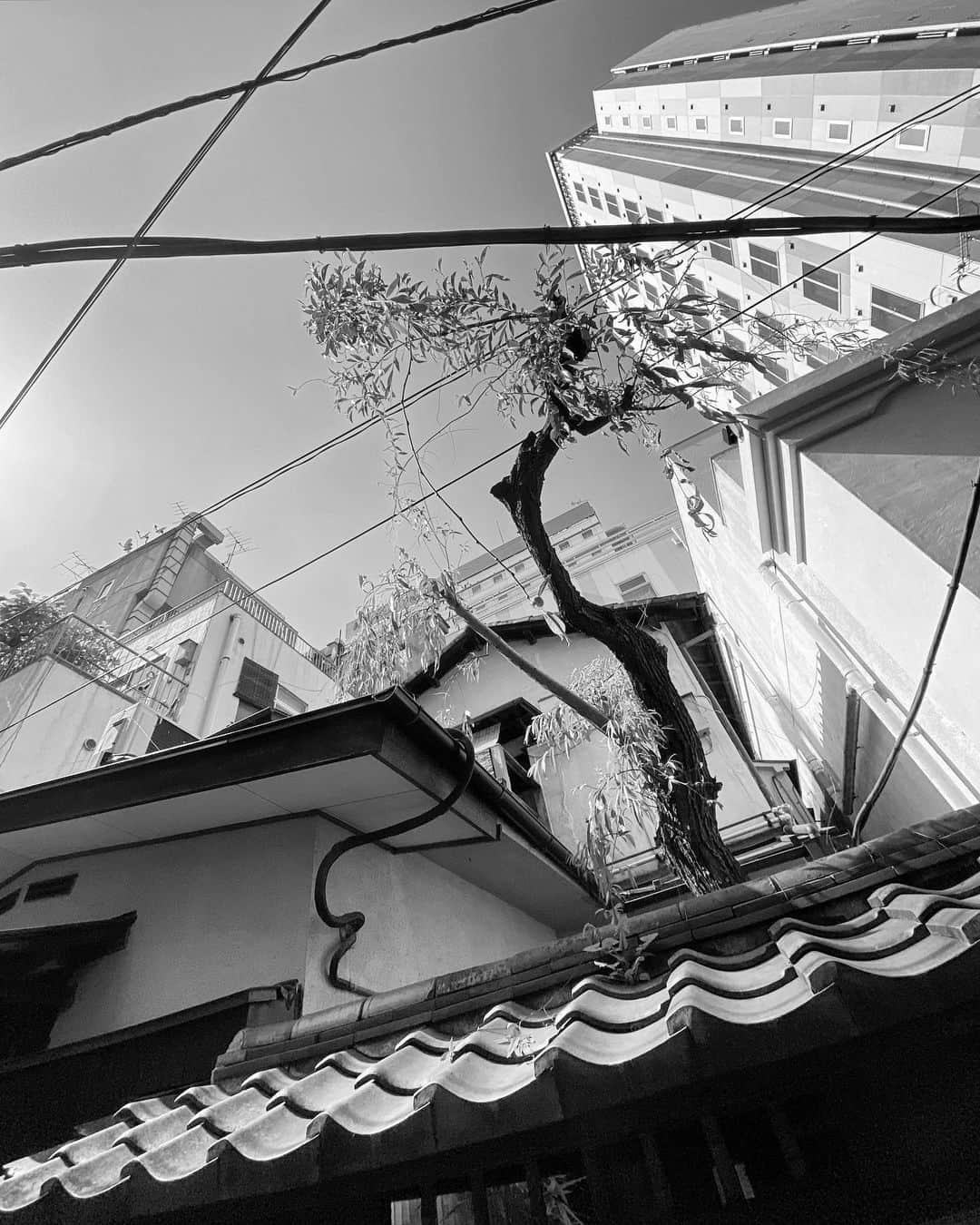 のインスタグラム：「#streetphotography #storyofthestreet #streetscenesmag #streetoftokyo #streetcinematography #streetoftones #kaishishido #iphone11pro #nostalgic #tree #monochrome #photography」