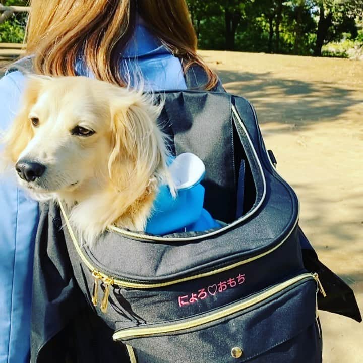 葵ゆりかのインスタグラム：「@winsun.japan  の交通機関専用タイプのキャリーバッグに入ってお散歩ひとやすみ。  おもちと違って、移動中も本当におとなしいにょろさん🐶❤️ やっぱり名前入りかわいいよね💕  私のインスタフォロワー様✨ 10%OFFで購入できます！ クーポンコード：【10off1909】  #winsun #ウインサン #ペットキャリー #キャリーリュック #刺繍入りリュック #ペットリュック　#愛犬　#おもち　#pomeranian #ポメ　#白ポメ #うちの子グッズ #いぬすたぐらむ #愛犬とお出かけ #愛犬と旅行 #キャリーバッグ #ポメラニアン #愛犬との暮らし #動物病院 #わんことお出かけ #winsun #刺繡 #小型犬」
