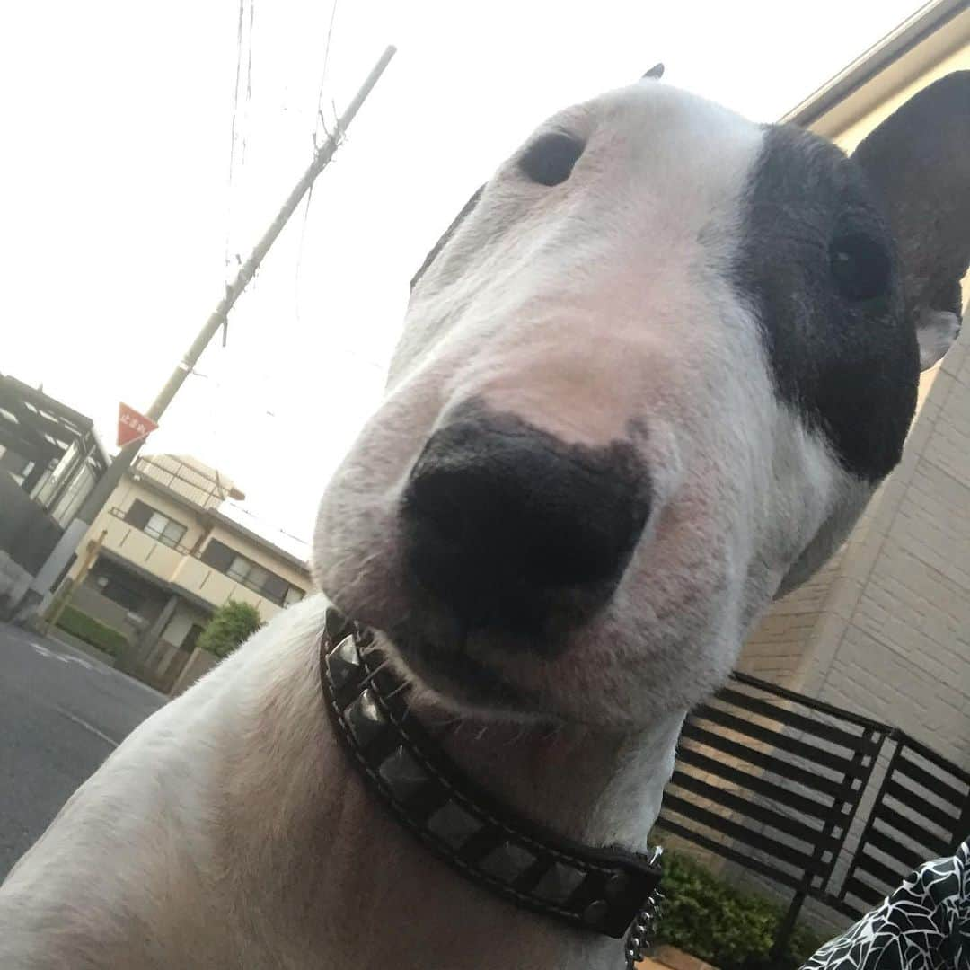 Q太郎さんのインスタグラム写真 - (Q太郎Instagram)「#minituru#bull#terrier#minibullterrier#miniturubullterrier#dog#dogstagram#cute#qtaro#love#family#ミニチュア#ブルテリア#ミニチュアブルテリア#Q太郎」5月1日 16時37分 - qtaro.jun