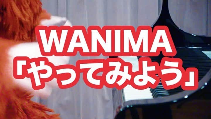 のインスタグラム：「ムック！かっこいい！ 【音楽家ムック】みんなが元気の出る曲を弾いてみた！WANIMA やってみよう/GReeeeN キセキ https://youtu.be/M1JDpe2hgD8  #WANIMA #GReeeeN #弾いてみた #ガチャピン #ムック #無観客」