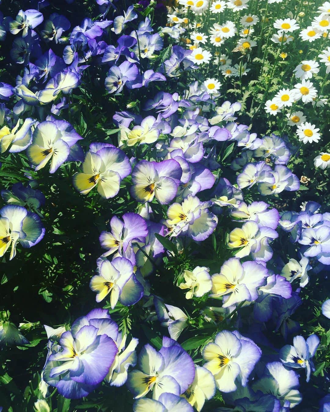 佐藤仁美さんのインスタグラム写真 - (佐藤仁美Instagram)「散歩。お花が綺麗だった。YO。」5月1日 18時52分 - sato.hitomi.19791010