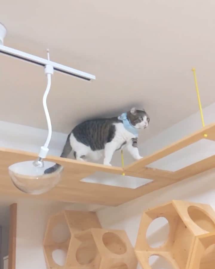 スノーのインスタグラム：「Snow’s routine. How are you doing my furriends? ・ #在宅運動 ・ #meowed #catsofinstagram #cats_of_instagram #catstagram #catofinstagram #instagood #cat #cats #kucing #gato #chat #catloversclub #catlover #9gag #weeklyfluff #kedi #katze #kawaii #neko #instagramjapan #고양이 #кот #แมว #猫 #ふわもこ部 #ペコねこ部」