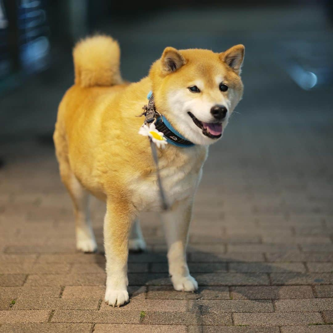 まる（まるたろう）さんのインスタグラム写真 - (まる（まるたろう）Instagram)「My daily routine is to walk every morning and evening.✨🐶✨まるは毎日朝晩2回お散歩行ってるの😉 #雨の日も雪の日も #パパをいっぱい歩かせないとね #あいつたるんでるから #まる散歩」5月1日 19時45分 - marutaro