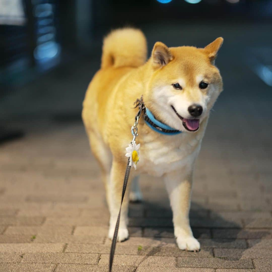 まる（まるたろう）さんのインスタグラム写真 - (まる（まるたろう）Instagram)「My daily routine is to walk every morning and evening.✨🐶✨まるは毎日朝晩2回お散歩行ってるの😉 #雨の日も雪の日も #パパをいっぱい歩かせないとね #あいつたるんでるから #まる散歩」5月1日 19時45分 - marutaro