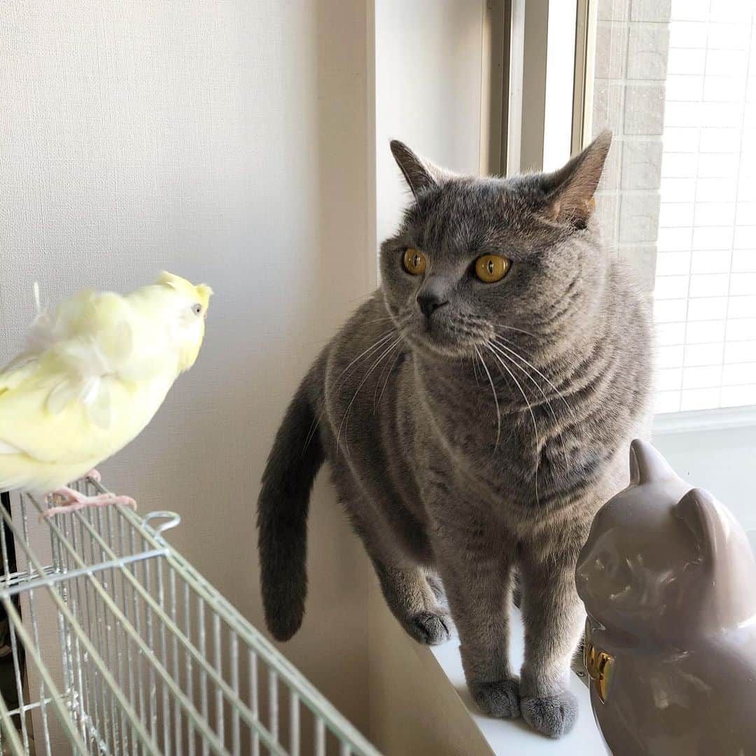 Nico & Tabu with MAYUMI KATOさんのインスタグラム写真 - (Nico & Tabu with MAYUMI KATOInstagram)「にこたぶぽぽの #在宅ワーク 乱入シーン🐱🐱🐥. ずっと家にいるとにこたぶぽぽの可愛さが爆発してやばいです🤯愛しすぎる〜💘💘💘 . ぽぽは大抵私に向かって飛んできて肩に乗るのですが、たまにタブの背中に着陸するようになりました. 写真におさめたい〜📸. . . #羽衣インコ  #猫とインコ  #いんこ  #birdgram  #budgie  #britishshorthair #bsh #britishshorthairsmile  #cat #bluecat #catstagram #catsofworld #catsofinstagram #cats_of_instagram  #world_kawaii_cat #instagramcat #catlover #ブリティッシュショートヘア #ブリショー #ねこ部 #ペコねこ部 #みんねこ#にゃんすたぐらむ #猫山商事 #ブリ商会 #関東にゃんこ部 #多頭飼い」5月1日 20時12分 - mayuekkip