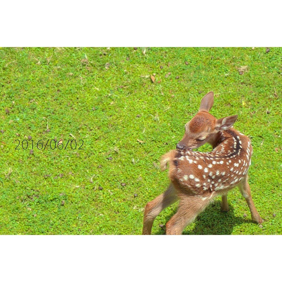 岩原大起さんのインスタグラム写真 - (岩原大起Instagram)「きょうのお昼 奈良公園で子鹿誕生のニュースをお伝えしました . 映像の子鹿 ほんとかわいいかった〜！ あーー、鹿に会いに行きたい…！ . ということで！私が過去に撮った子鹿写真を ここで公開させて頂きます🦌. 鹿タイムにお付き合いください… . #奈良 #奈良公園 #鹿 #鹿園 #子鹿 #写真 #わたしは奈良派 #シカ #奈良が好き」5月1日 20時43分 - ytv_iwahara