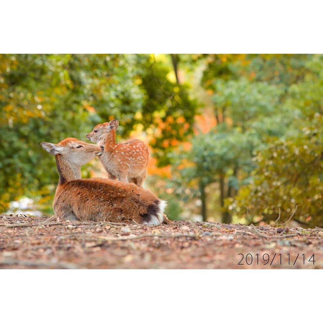 岩原大起さんのインスタグラム写真 - (岩原大起Instagram)「きょうのお昼 奈良公園で子鹿誕生のニュースをお伝えしました . 映像の子鹿 ほんとかわいいかった〜！ あーー、鹿に会いに行きたい…！ . ということで！私が過去に撮った子鹿写真を ここで公開させて頂きます🦌. 鹿タイムにお付き合いください… . #奈良 #奈良公園 #鹿 #鹿園 #子鹿 #写真 #わたしは奈良派 #シカ #奈良が好き」5月1日 20時43分 - ytv_iwahara