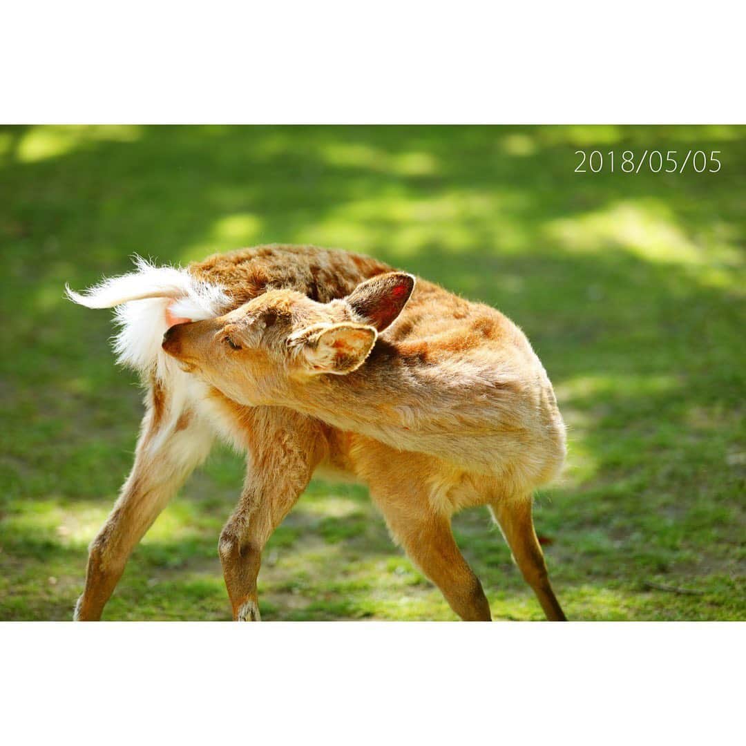 岩原大起さんのインスタグラム写真 - (岩原大起Instagram)「きょうのお昼 奈良公園で子鹿誕生のニュースをお伝えしました . 映像の子鹿 ほんとかわいいかった〜！ あーー、鹿に会いに行きたい…！ . ということで！私が過去に撮った子鹿写真を ここで公開させて頂きます🦌. 鹿タイムにお付き合いください… . #奈良 #奈良公園 #鹿 #鹿園 #子鹿 #写真 #わたしは奈良派 #シカ #奈良が好き」5月1日 20時43分 - ytv_iwahara