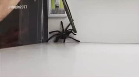 波多野結衣のインスタグラム：「What could go wrong?? 🕷」