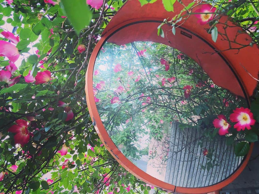 澤田友美さんのインスタグラム写真 - (澤田友美Instagram)「. かわいい小道をみつけたので、散歩ルートを今日から少し変更🥰」5月1日 20時58分 - tomomi__sawada