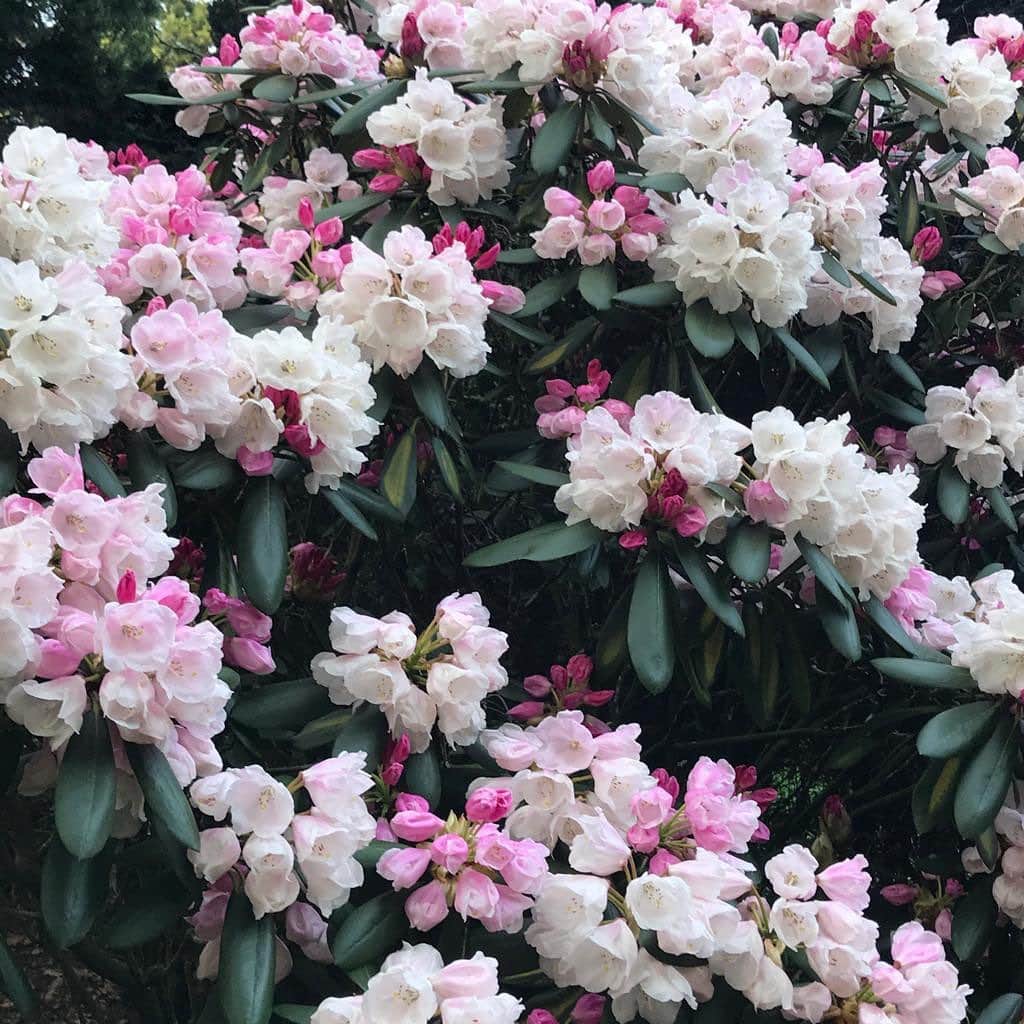 ドリス・ヴァン・ノッテンさんのインスタグラム写真 - (ドリス・ヴァン・ノッテンInstagram)「Rhododendron in full bloom #Driesvannoten #stayathome #rhododendron #garden」5月1日 21時00分 - driesvannoten