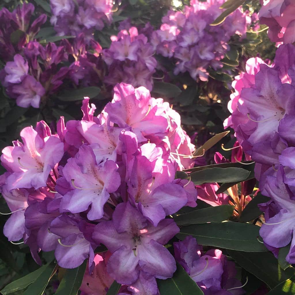 ドリス・ヴァン・ノッテンさんのインスタグラム写真 - (ドリス・ヴァン・ノッテンInstagram)「Rhododendron in full bloom #Driesvannoten #stayathome #rhododendron #garden」5月1日 21時00分 - driesvannoten