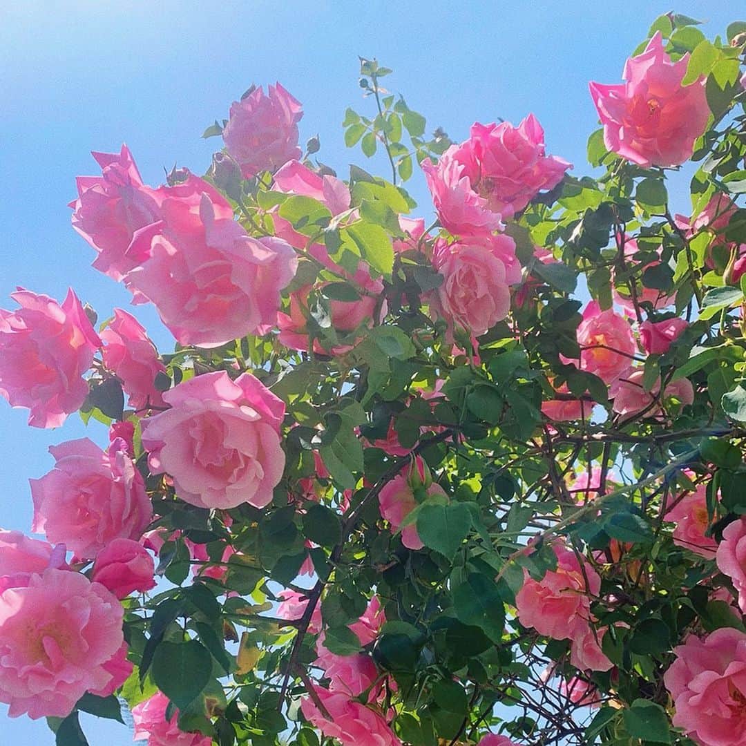 猪鼻ちひろのインスタグラム：「🩰🌷 今日はやってしまった！ 自他共に認める歩きloversなわたし、 久々に外に出て人のいない道を歩いて歩いて進み続けて10km。 何が問題だったかというと、 ひとつ目は靴がバレエシューズだったこと。 (歩きやすいけれど長距離向きではない) そしてふたつ目は、 お花が綺麗だなぁとこの2枚の写真を撮ったが最後。 携帯の充電が切れ、プチ迷子に。 地図には強いけれど 地図がないと何の力も発揮できない… ということが判明しました。 ソーシャルディスタンスを保ち、遠くから大きな声で 「◯◯はあっちの方ですかね〜？」と声をかけると みんな「あっち！でも遠いわよ！がんばってね〜」と。 いい人ばかりだったのが とっても心温まったし、有り難かった🙏🏻☺️🌼 途中から足の裏には水膨れが出来てしまい激痛だったけれど、 なんだか心に残る1日になりましたとさ。 みんなも靴と充電、気をつけてね！ (わたしに言われたくない🙃) #水膨れ #詳しくはブログで ←#閲覧注意 #ちひろのお花 #靴擦れ #お散歩 #お花大好き #もっとちゃんと撮りたかったな #って今更 #でも綺麗 #お裾分け」
