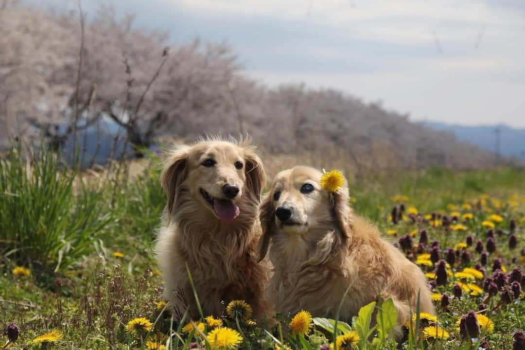 ハッチ＆ニコのインスタグラム：「敢えてニコではなくハッチ爺ちゃんに🐶🌼 #sakura #桜　#桜ワンコ #カメラ嫌い同好会 #pecoいぬ部 #犬の生活が第一 #癒しわんこ #dachshund #犬バカ部 #短足部 #ふわもこ部 #tokyocameraclub #東京カメラ部」