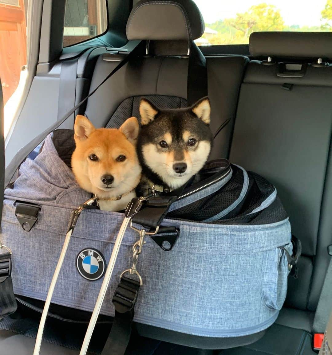 豆柴なつ&ふゆさんのインスタグラム写真 - (豆柴なつ&ふゆInstagram)「New dog buggy😆‼️ エアバギー新しくしました😆‼️ #新調  #airbuggyfordog  #エアバギー #bmw #x3  #わんこのいる生活 #dogstagram  #thedailyshibainu #west_dog_japan  #わんダフォ #shibamania  #柴犬ライフ#pecoいぬ部 #shiba_snap  #instashiba#cutedogs  #柴犬#shiba #shibainu #shibastagram #いぬすたぐらむ #pecoいぬ部 #犬バカ部 #shibainumag_feature #instafollow #dogoftheday  #🐕📷 #theshibasociety  #柴#proudshibas  #柴犬マニア」5月1日 21時07分 - mameshiba.natsuinu56