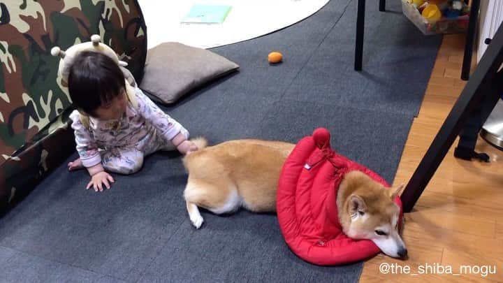 Moguのインスタグラム：「. 最近はもぐのお尻に興味がある子分なの。 . @the_shiba_mogu  #柴犬 #shibainu #shiba#赤柴 #redshiba#犬 #dog#しばいぬ#nannydog#犬と子供#子供と犬#柴犬と子供#柴#赤ちゃんと犬#犬と赤ちゃん#柴犬と赤ちゃん#赤ちゃんと柴犬#柴犬のいる暮らし#子守犬」