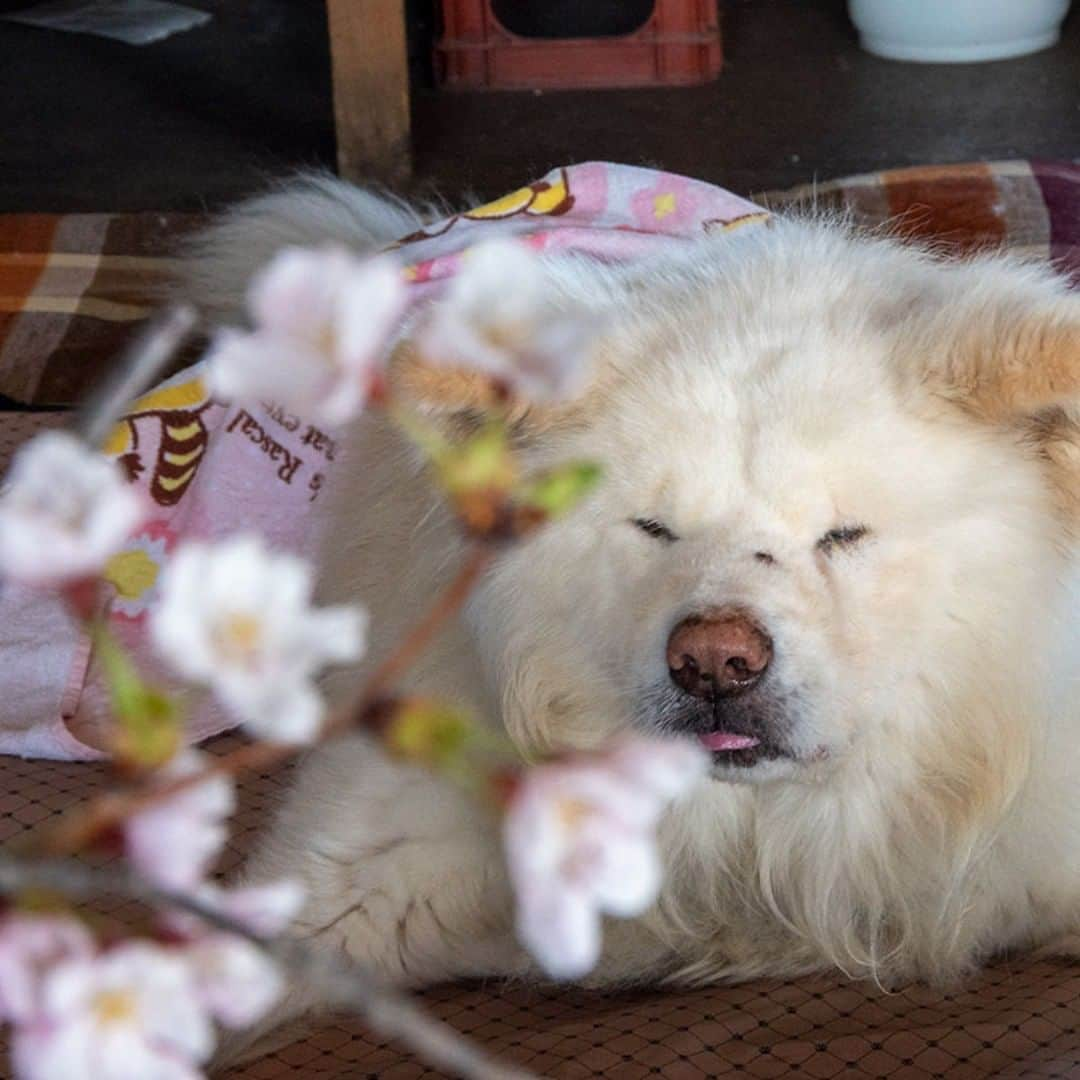 わさおのインスタグラム：「O HA NA MI （お花見） 行けぬなら 花の方から 来るがよい  #busakawa #longhair #longcoat #akita #akitainu #dog #wasao #ぶさかわ #長毛 #秋田犬 #わさお」