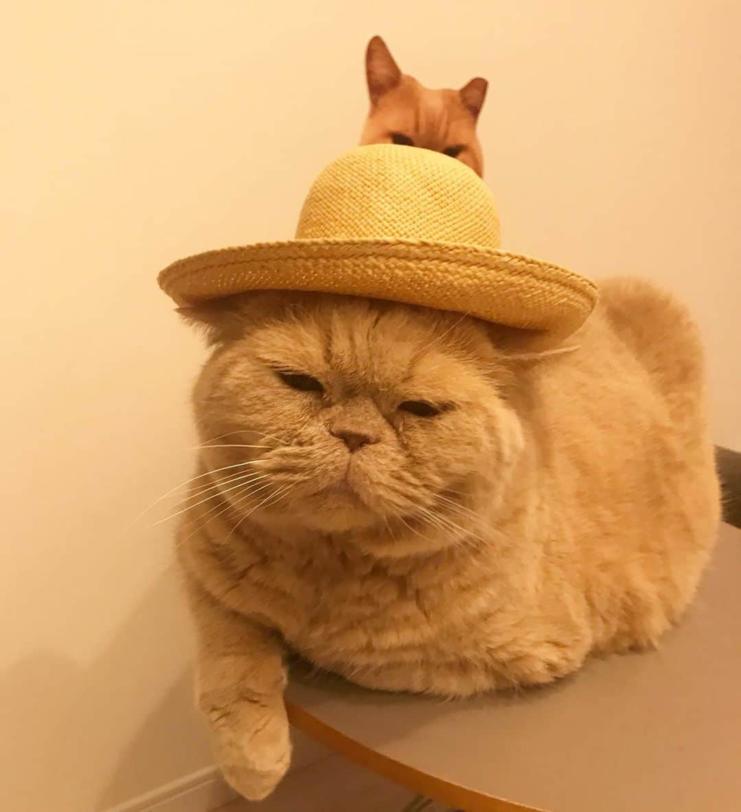 濱中鮎子のインスタグラム：「というわけで、はい、みなさん、10歳もよろしくお願いします。  #cat #ネコ #小心者の親分 #チャイ坊 #チャイ #chai #britishshorthair #ブリティッシュショートヘア #クラッシュフェイス #ぶチャイく #愛の交歓  #birthdayboy」