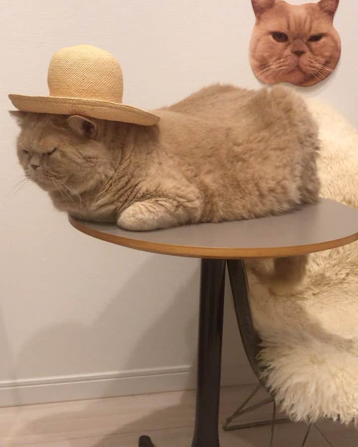 濱中鮎子のインスタグラム：「Happy birthday my boy♡  #cat #ネコ #小心者の親分 #チャイ坊 #チャイ #chai #britishshorthair #ブリティッシュショートヘア #クラッシュフェイス #ぶチャイく #愛の交歓」