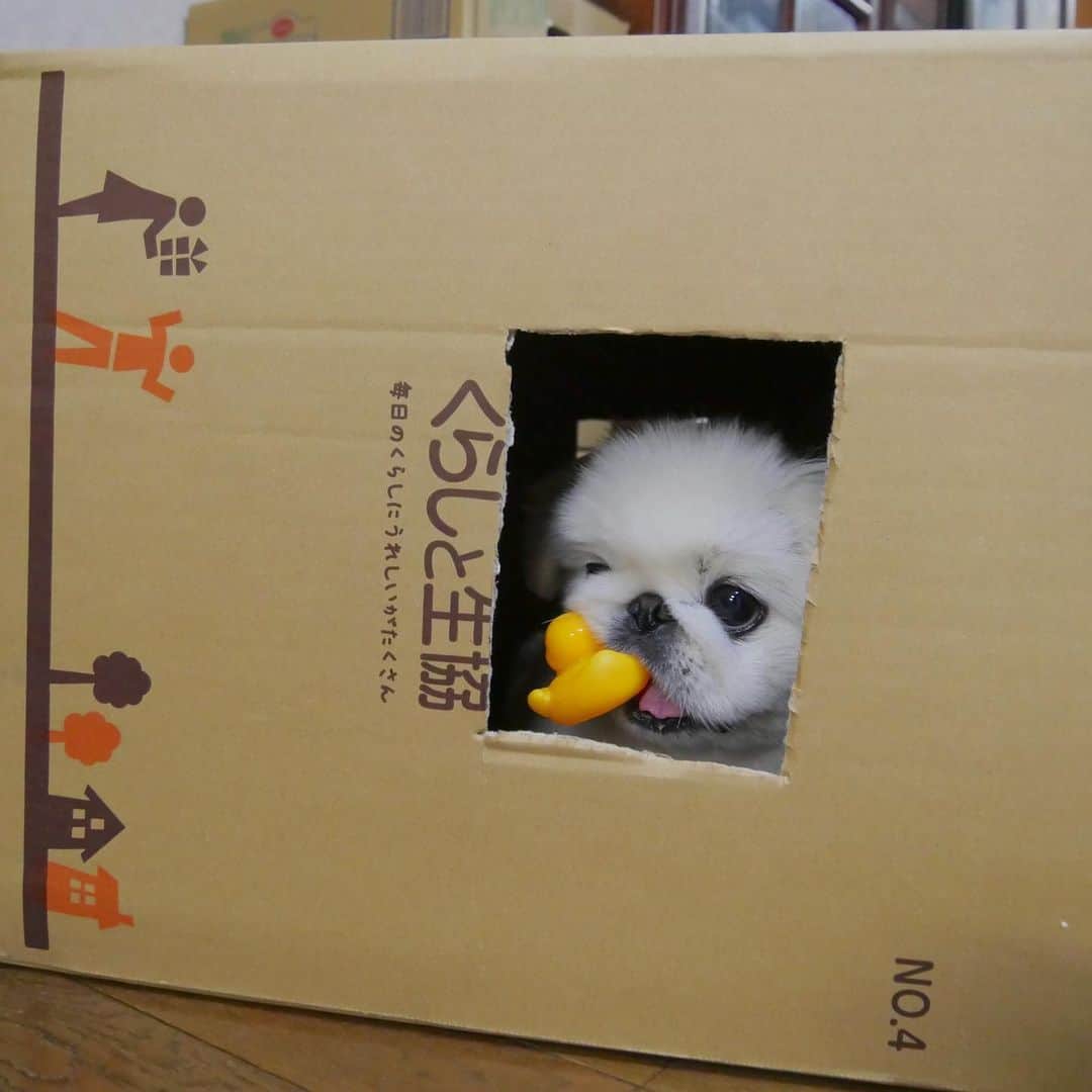 こなつのインスタグラム：「🐶🏠#stayhome にーず🤝💕」