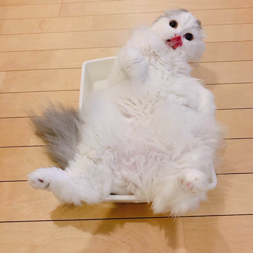 のんたのインスタグラム：「ぱんちゃんは今日も大胆におやすみです もうすぐ家族になって1年、大きくなったなぁー ・ #scottishfold #catstagram_japan #catsofinstagram #cats_of_instagram#catoftheday #ilovemycat #bestmeow #catlover #cutecat #kittensofinstagram #cute #スコティッシュフォールド」