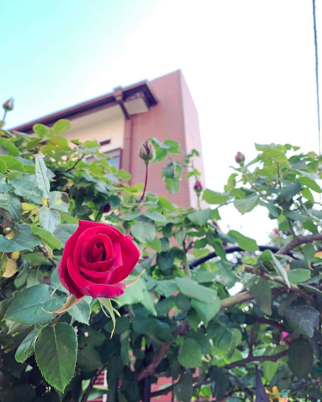砂賀美希さんのインスタグラム写真 - (砂賀美希Instagram)「5月。 久しぶりにお散歩と神社に無事のご挨拶。さらに #種まき してみたり。 1日ってなんだろう、新しい心持ちで良い。 外もぽかぽかあったかい風が吹いてました。  そうそう。 #おうちごはん もそろそろネタ切れ…な連休中に 友人で #管理栄養士 の @rima_itabashi を誘って #免疫力 をあげるレシピについて #インスタライブ をしてみようと計画中😉👌 リマちゃんとゆっくり話したいなぁと連絡してみたんだけど、 いや待てと。🤔 この話はわたしだけ聞くのではもったいない！と気づいてしまい… ドッキドキですが。 どんなハプニングがあるかもわかりませんが、連休どこかでトライしてみます😆  5月もみなさん、元気に過ごしていきましょ👍🌹✨ ・ ・ #5月 #ばらの花 #快晴 #マスクにサングラス #今だけ #限定 #動画 #初挑戦 #なかなか #どうなることやら #でもやってみる #igtv #って #どうやるの #引き続き #子育て」5月1日 23時01分 - kimiganasu