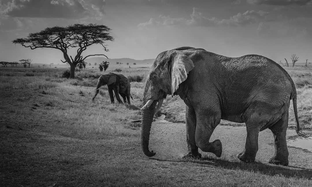 Tim Lamanさんのインスタグラム写真 - (Tim LamanInstagram)「Photos by @TimLaman.  I thought I’d share some fond memories of the Serengeti today for a little escapism.  Though I’m more of Asia-Pacific specialist, I have been fortunate to have opportunities to spend time in the spectacular Serengeti ecosystem as well in recent years.  Here are a few favorite images.  These images are all in my online print gallery, so if you are curious for caption details, you can read them on my website at www.timlamanfineart.com (of Link in Bio). Enjoy!  #Serengeti #elephant #wildebeest #zebra #baobab #Africa」5月1日 23時13分 - timlaman