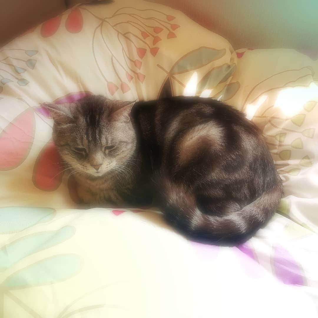 のインスタグラム：「#ねこすたぐらむ #ねこ #ねこのいる生活 #cat」