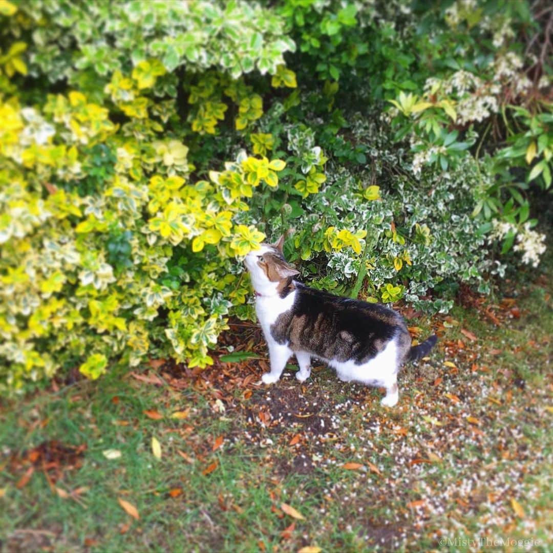 のインスタグラム：「Sniff snoff outside time between rain 🌦」