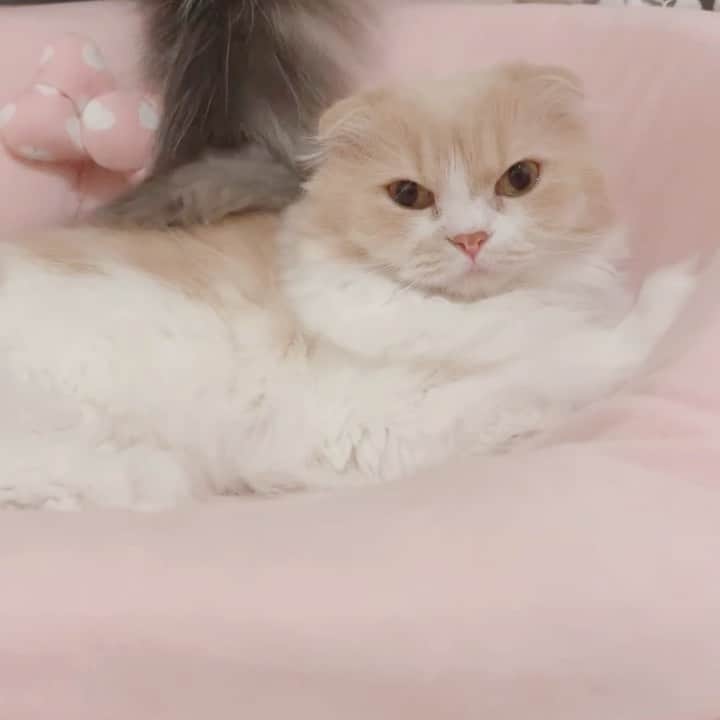 のんたのインスタグラム：「たったいま撮れた動画です！ 妹によしよしされるぼーお姉ちゃま😍 しっぽで、だけど😂 ・ #scottishfold #catstagram_japan #catsofinstagram #cats_of_instagram#catoftheday #ilovemycat #bestmeow #catlover #cutecat #kittensofinstagram #cute #スコティッシュフォールド」