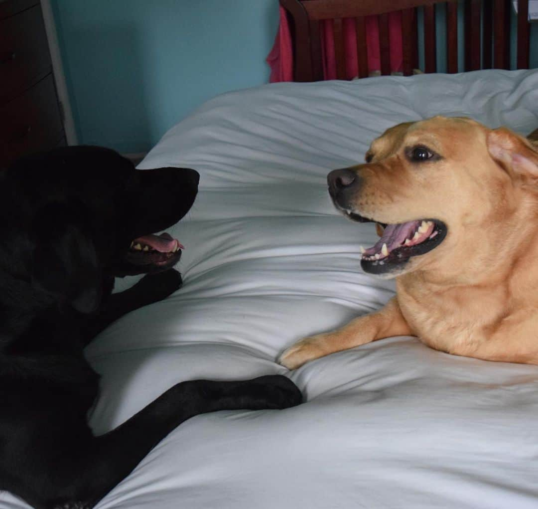 Jake And Gingerさんのインスタグラム写真 - (Jake And GingerInstagram)「Staring contest!!!! #labradorstage #labradorablelove #labography #lab #labsofinstagram #lab_squad #dog #dogsofinstagram #doglife #doggames #funnydogs #marriedlife💍 #dailyfluff #talesofalab #tailsofalab #petsofinstagram #pets #petstagram #petsofinsta」5月1日 23時42分 - jake_n_ginger