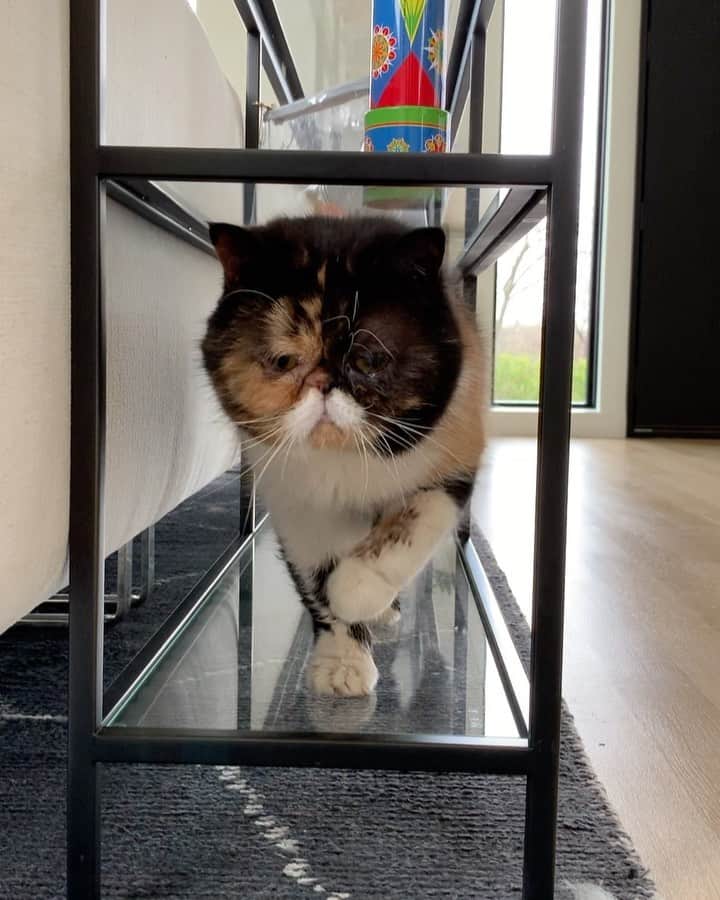 Pudgeのインスタグラム：「How I get pudge to come #areyouhungry #pudgethecat」