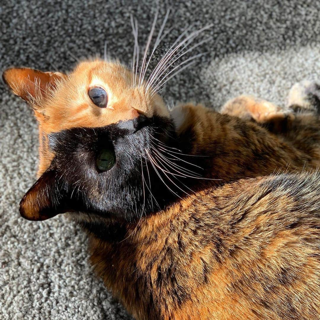 Venus Cat さんのインスタグラム写真 - (Venus Cat Instagram)「🌓 Bet you weren’t expecting a partial eclipse today! 😹 #weeklyfluff #twofacecat #venus」5月2日 0時40分 - venustwofacecat