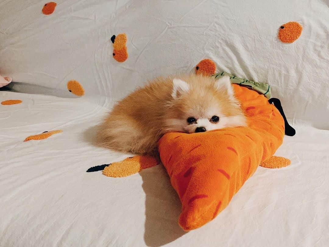 r_oseのインスタグラム：「Good night 🐰🍊〰️」