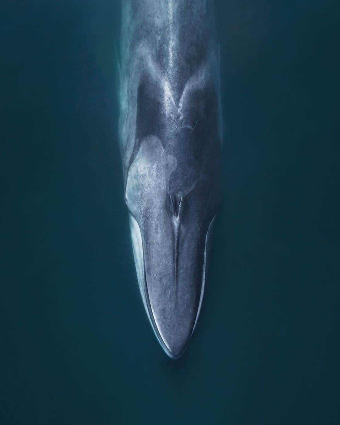 Chase Dekker Wild-Life Imagesのインスタグラム：「Fin whales have always been quite an elusive whale for me. I have spotted them many times in the high Arctic, from a floatplane in Alaska, up in Iceland, down in Baja, and across the California coast. However, since they rarely do anything but swim fast and disappear faster, my camera had nothing to show for all those sightings. Last autumn in Monterey Bay, we had a large surge of fin and blue whales, with the fins actually outnumbering the blues. This was quite surprising as we generally see many more blue whales, but it finally provided the opportunity to photograph the second largest animal on the planet (blue whale being the largest). What really distinguishes the fin whale from all other mammals, is that they are the only asymmetrical colored mammal on the planet, as their lower right jaw is white and the left is grey. No one quite understands the reasoning for this, but it is one easy way to identify them, if of course you can catch a decent glimpse of the “greyhound of the sea”.」