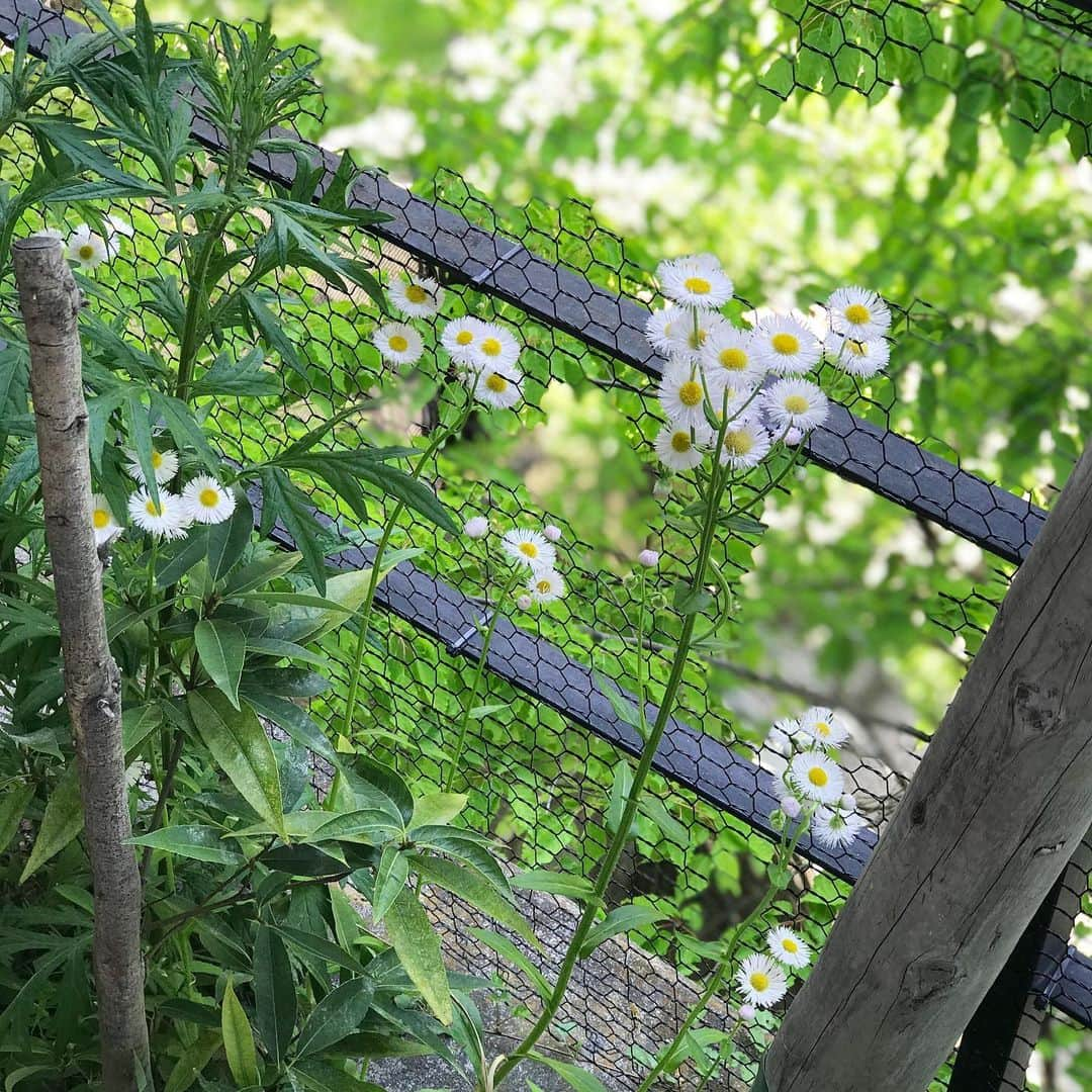 澤田泉美さんのインスタグラム写真 - (澤田泉美Instagram)「かわいい🌿🤍 今日は、何しようかなー？  とりあえず、 娘達の午前寝がはじまったので お昼ご飯の準備でもしよう💛  #かわいい#白い花 #おうち時間 #みんな#何する？」5月2日 11時40分 - izumi.sawada