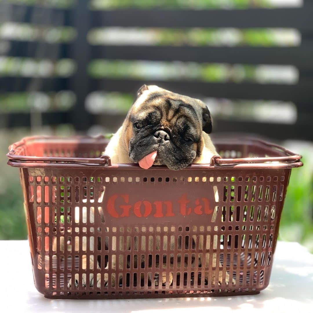 gontaのインスタグラム：「Stay home」