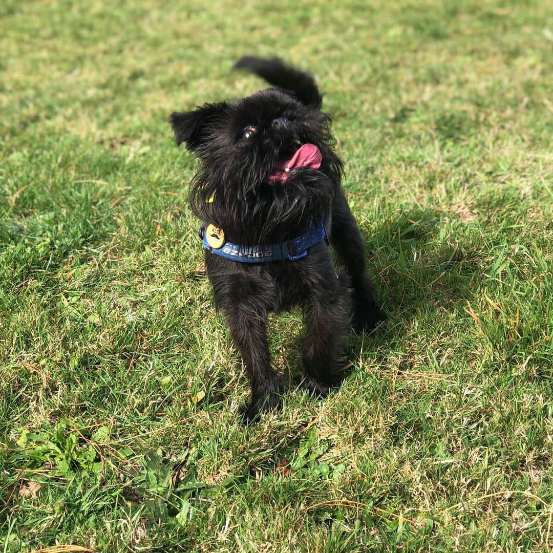 Digby & Aloのインスタグラム：「That face you make when @jacindaardern says you’re allowed to go to the park again. #level3」