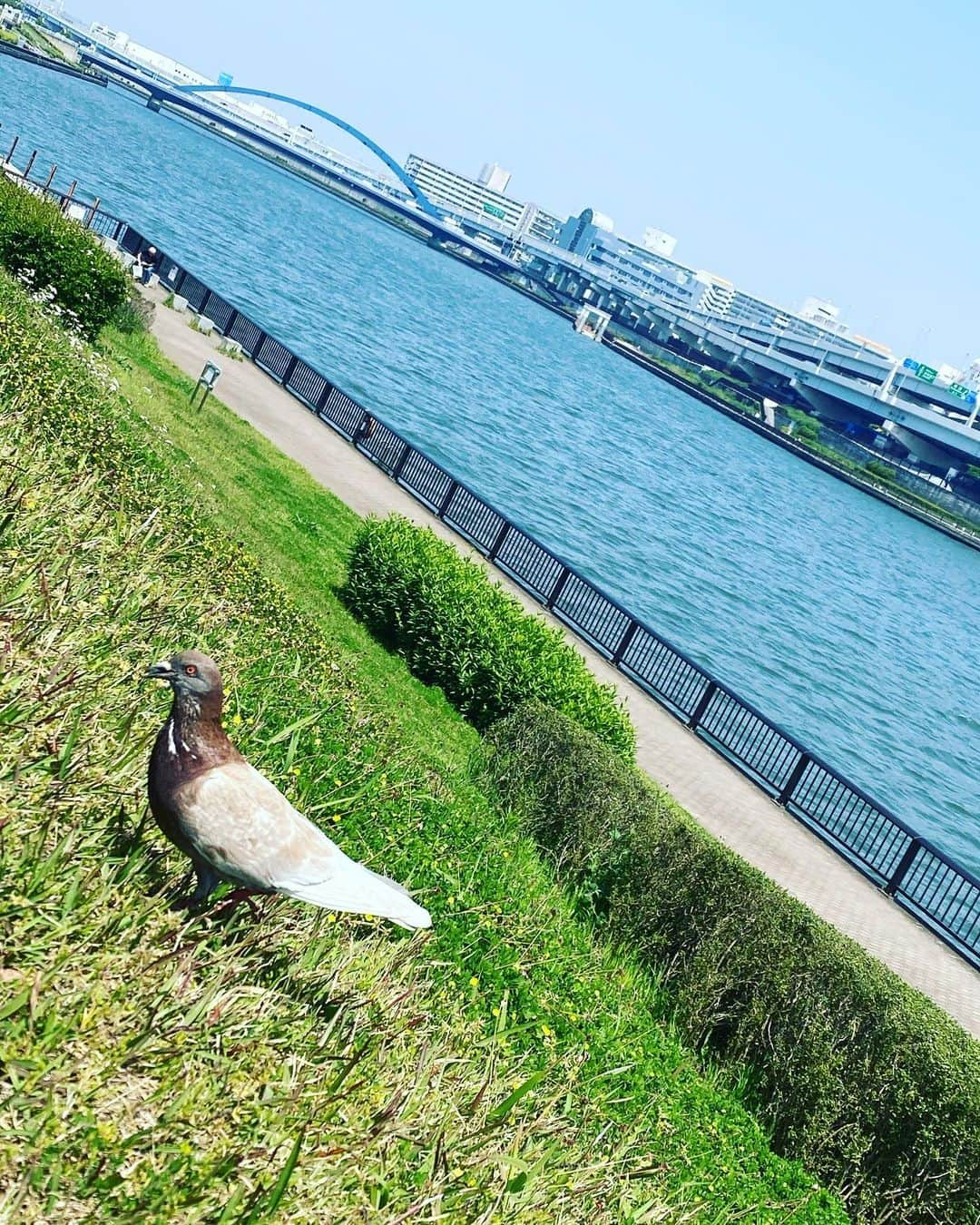 林家たま平さんのインスタグラム写真 - (林家たま平Instagram)「アルビノの鳩！！？？ 下半身だけ白いわ🕊」5月2日 12時38分 - tamahei.hayashiya