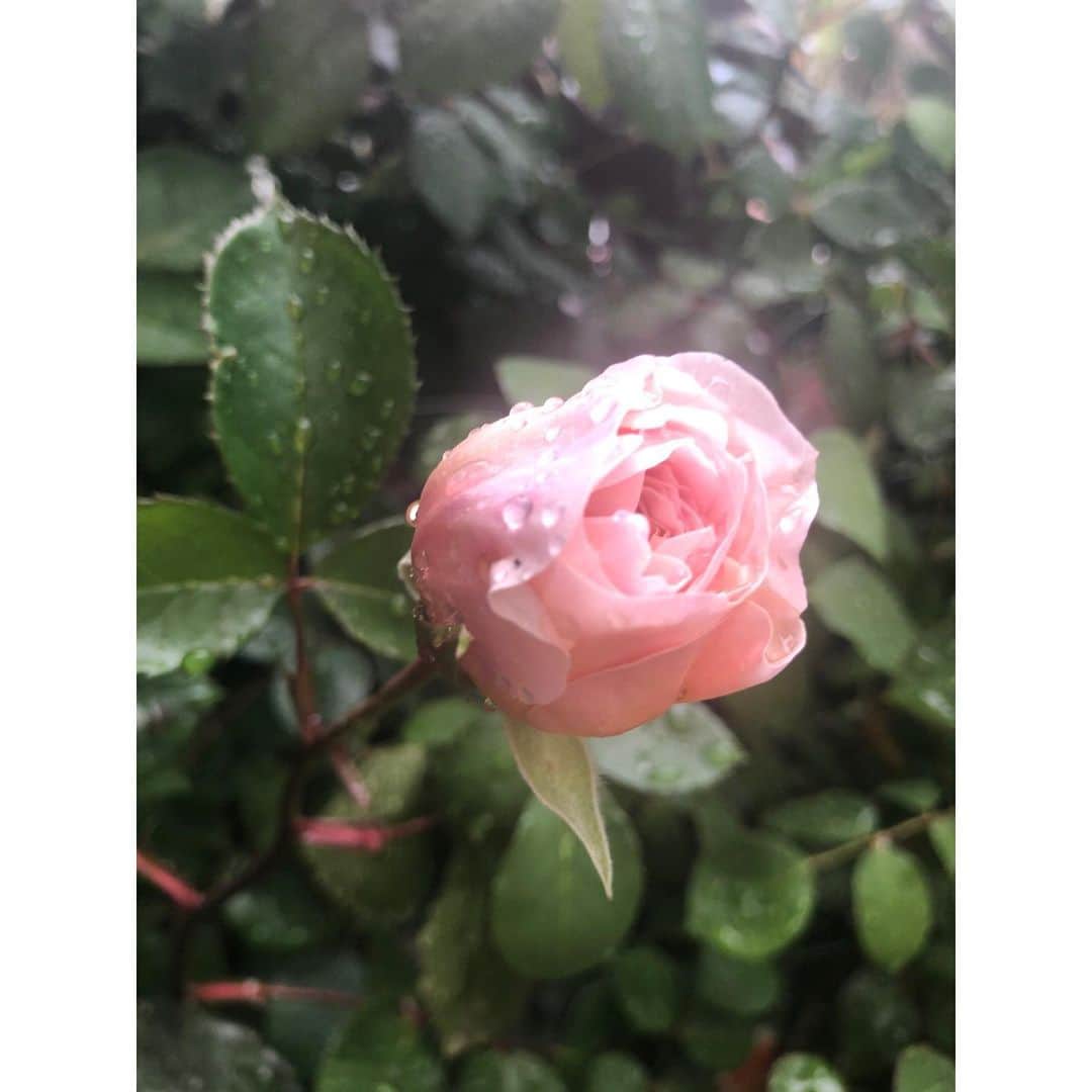Baekのインスタグラム：「My English rose Emily is blooming! 私の育ている薔薇が咲きました❗️😊 エミリーという名前の薔薇です。 少し前から薔薇が気になっていてイングリッシュローズの本を読んでいたら、歴史や神話に関わった物語もとてもおおくて楽しいです…！昔は花を表現する言葉としてRoseという言葉が代名詞として使われていたとか、薔薇は人間と最も長くかかわってきたお花のようです。 香りも様々ですが、エミリーは甘くてフルーティでとても幸せになる香りです！ エミリーの名前は嵐が丘のエミリーブロンテからきているみたいです。今日は久しぶりに嵐が丘を読もうと💭🌸」