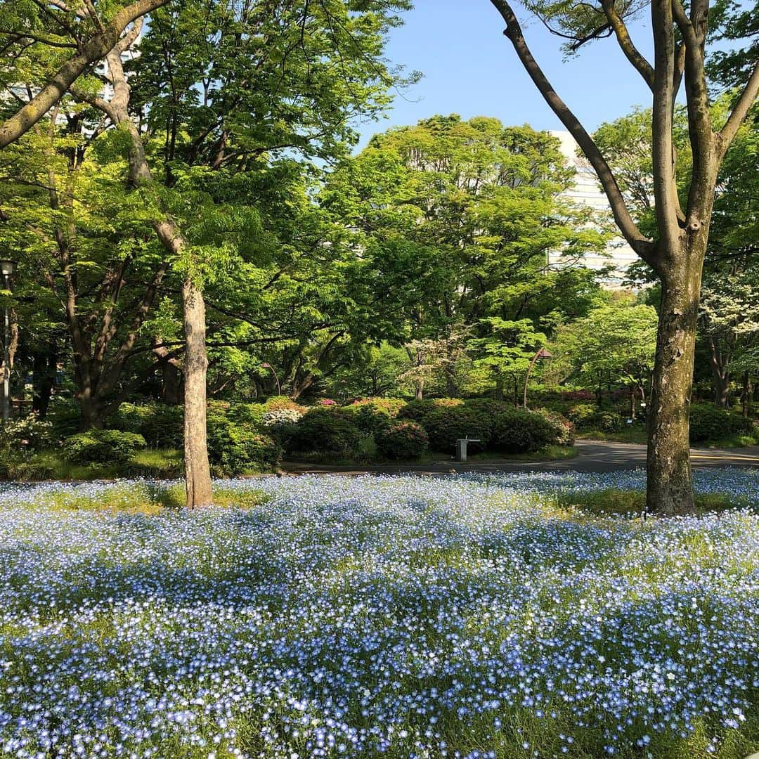 飯森範親のインスタグラム：「また日比谷公園のネモフィラ畑… 東京の中心にこんな素敵な場所が‼️ 今日も皇居一周、家との往復18Kmのサイクリングでした‼️ 皇居ランナーは一周5Kmでたぶん50名いなかったかな…ソーシャルディスタンスは完璧でした‼️」