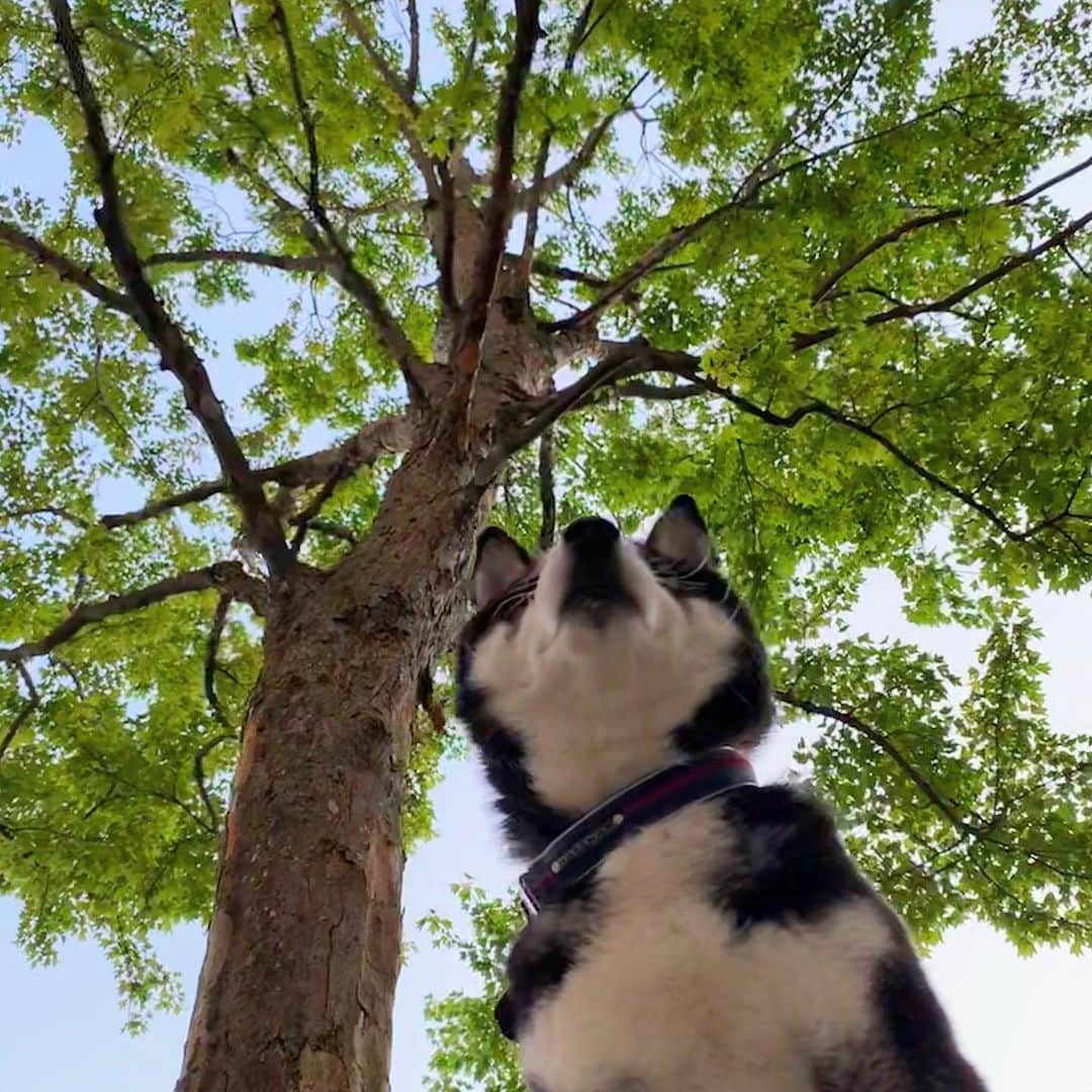 くろさんのインスタグラム写真 - (くろInstagram)「新緑の季節🌿 #新緑の季節 #下からのアングル #kuroshiba #blackshiba #shibainu #shibastagram #instadog #dogstagram #柴犬 #黒柴 #黑柴 #日本犬 #和犬 #シニア犬 #癒し犬 #いぬら部 #ふわもこ部 #柴犬部 #モフモフ生命体 #柴犬のいる暮らし #柴犬のいる生活 #柴犬と一緒 #わんこのいる暮らし #わんこのいる生活 #わんこと一緒 #わんダフォ #わんだふるJapan」5月2日 5時35分 - m6bmw