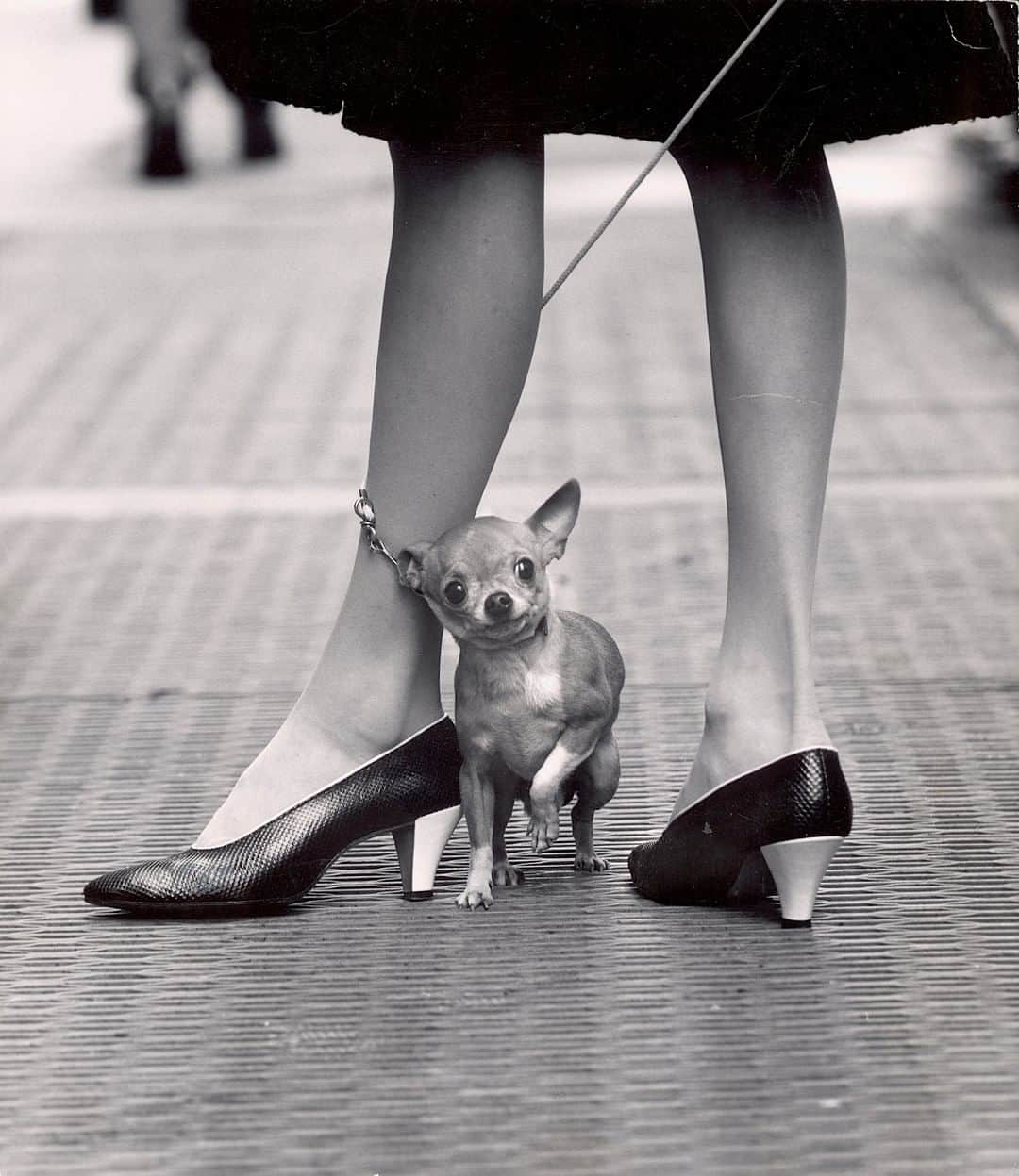 lifeさんのインスタグラム写真 - (lifeInstagram)「Pet chihuahua's leash wrapped around fashionable owner's leg, New York, 1961. (Photo by Yale Joel/LIFE Picture Collection) #FashionFriday #vintageFashion #chihuahuasofinstagram #1960s」5月2日 6時42分 - life