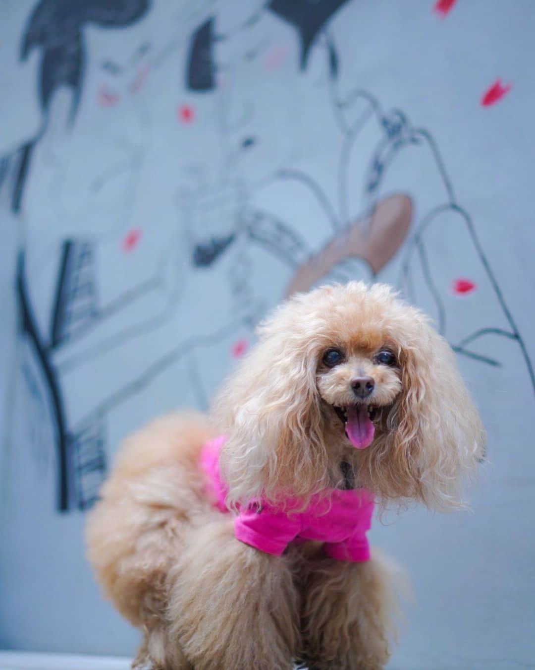 Toypoodle Mikuru?Asakusa Tokyoのインスタグラム：「20200502 Saturday. Good morning! Friends 💞 お散歩コースのタピオカ屋さん 撮影スポットは浮世絵アレンジ風😆 . コロナが収束して終息したら 浅草もまた賑わいが戻ってくるよね😌 #コロナに負けるな 💪🏻 . #浅草観音通り #タピオカ屋さん の名前忘れた😅 #Smile」