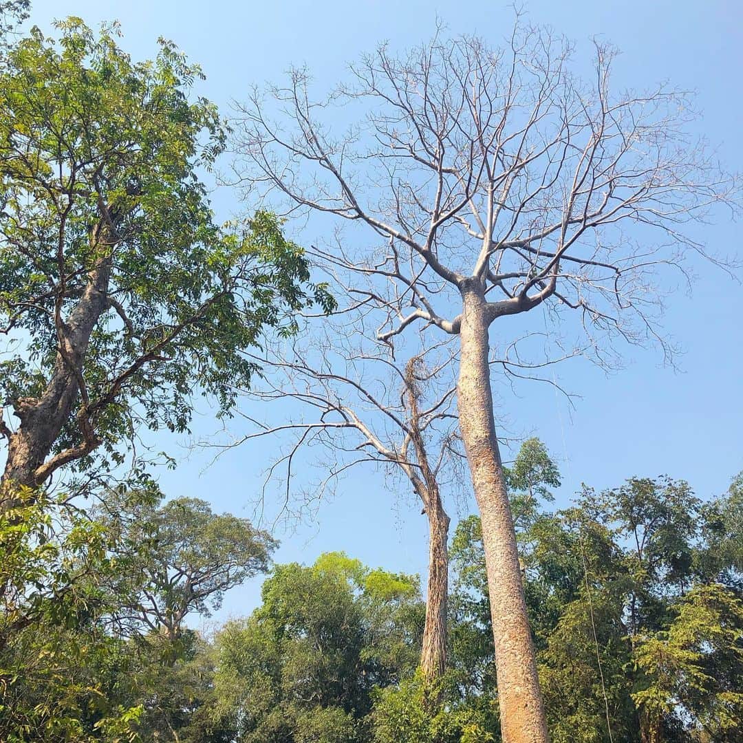 t_ppyのインスタグラム：「約500年前からある木🌳  ここには古いものが多く自然災害で崩れてしまったものは補修されていたり、門の入り口の石が崩れてしまわないように鉄棒が組まれてる。  ４枚目みたいなBefore After の写真のパネルもたくさんあったからとってもわかりやすい🔨🔧」