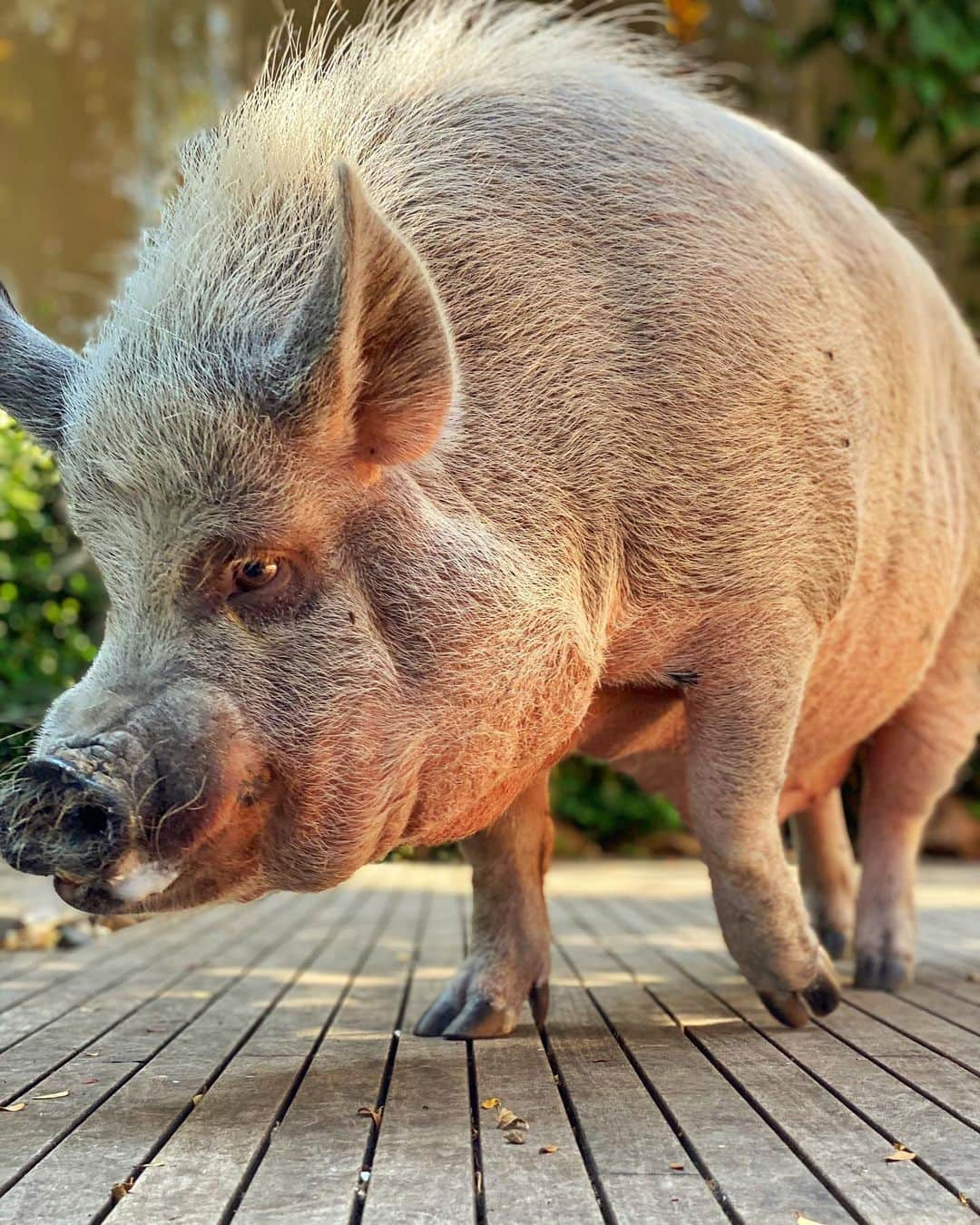 Jamonさんのインスタグラム写真 - (JamonInstagram)「Feeling hot today!!! 🔥  #feelinghot #jamonthepig #pig #pigs #pigsofinstagram #pigstagram #pet #pets #petstagram #petsofinstagram #pigaspets」5月2日 8時29分 - jamonthepig