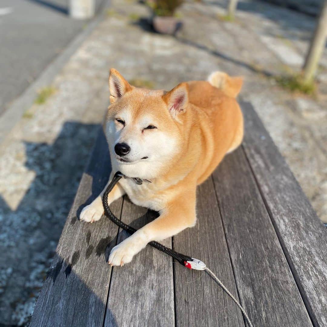 マル子のインスタグラム：「おはよー！  母ちゃん夏みたいだね💦  #マル子  #柴犬  #shiba  #あさんぽ」