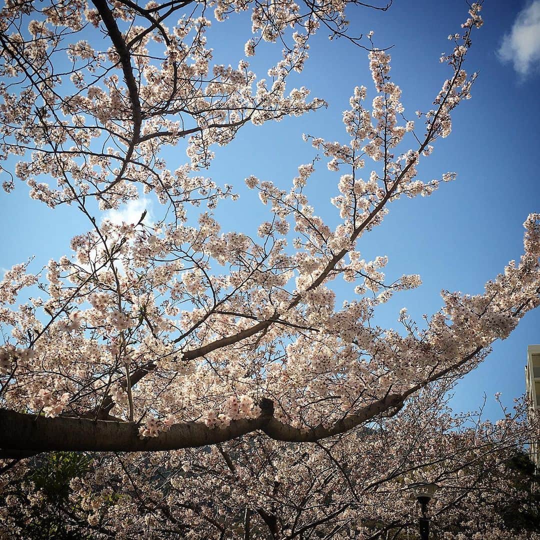 ecruのインスタグラム：「2020/05/02 (sat) おはようございます。 久しぶりのpostになりました🙇🏻💦 ・ 気がつけば5月☘ 少し前のことになりますが、、、 また病院のお世話になっていました。 家に帰ってくると、桜が満開で、息子の家事力がUPしていました。 今は、元気に過ごしています。 ・ ・ ・ 新型コロナウイルスに対しては、私はハイリスクなこともあり、かなり早くから出来る限りの予防策をとった行動をしていますが、神戸では基幹病院でも感染者が確認され、不安な日々を過ごしています。 ・ 大変なご苦労をされている医療従事者の方々を思うと、私たちは外出せず、心と体を健やかに保つことが大事だと思っています。 ・ 長期戦になりそうですが、今の私たちの行動が未来を変えていくのだと思い、引き続き自粛に努めていきたいです。 ・ #stayhome #ステイホーム #ゴールデンウィークも #おうちで過ごそう」